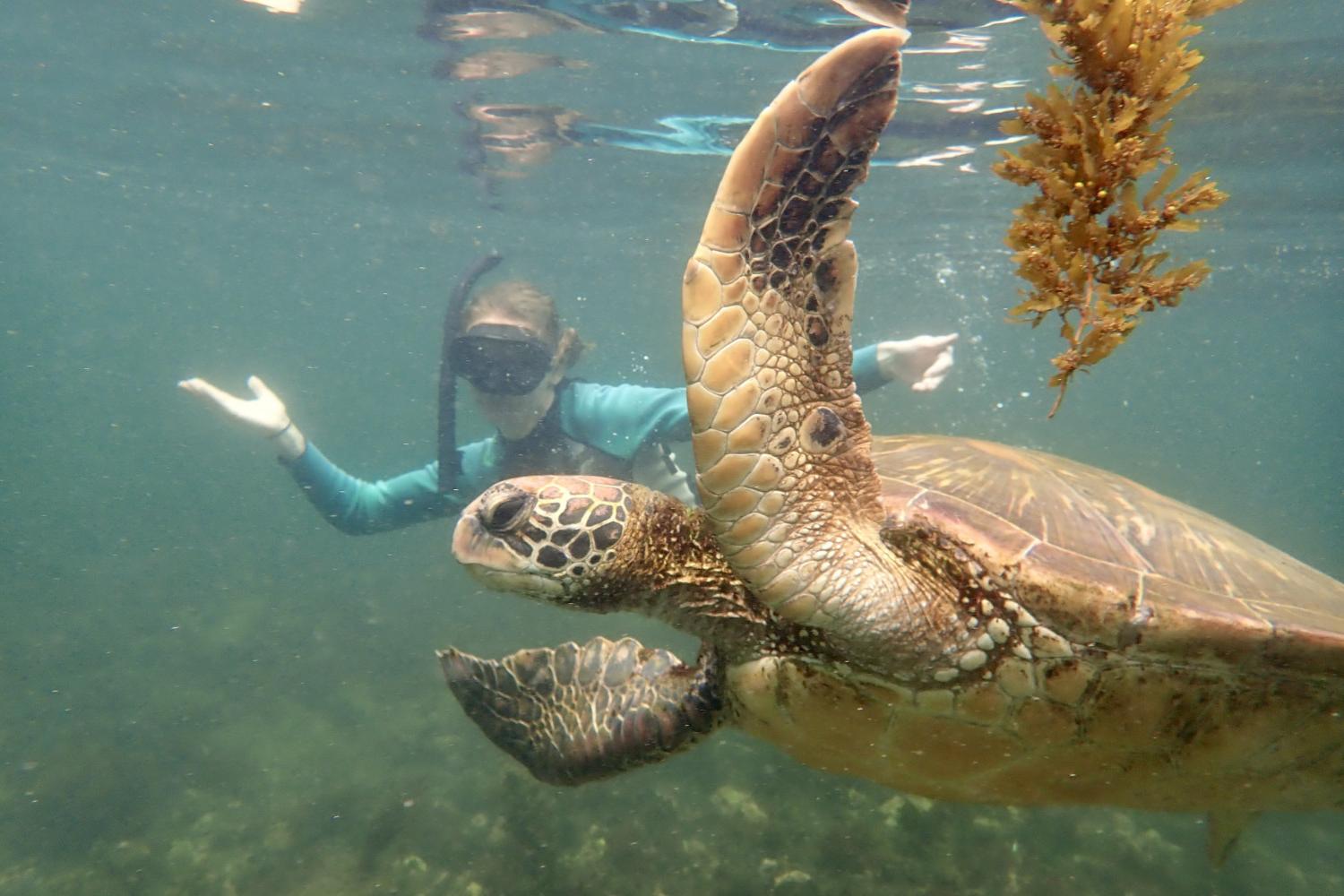 一名<a href='http://tj.triotextile.com'>全球十大赌钱排行app</a>学生在Galápagos群岛游学途中与一只巨龟游泳.